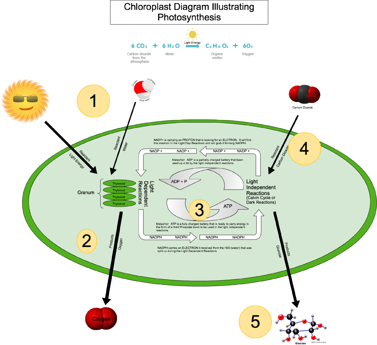 Mitochondria Electron Transport Chain The Krebs Cycle - Citric Acid Cycle (1220x1116), Png Download