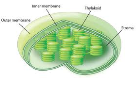 Chloroplasts Are Organelles Found In Plant Cells And - Chloroplast Structure (480x558), Png Download