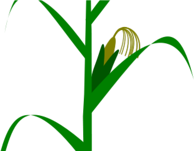 Corn Plant Cliparts - Milpa De Maiz Vector (640x480), Png Download