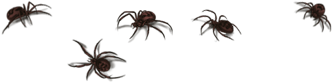 Wolf Spider (640x500), Png Download