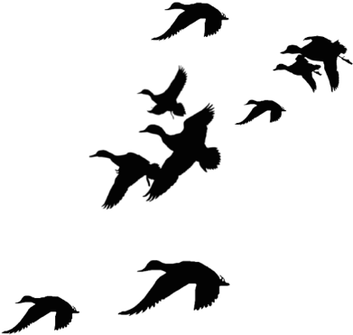 Hunting Clipart Waterfowl - Flying Ducks Silhouette Png (417x382), Png Download