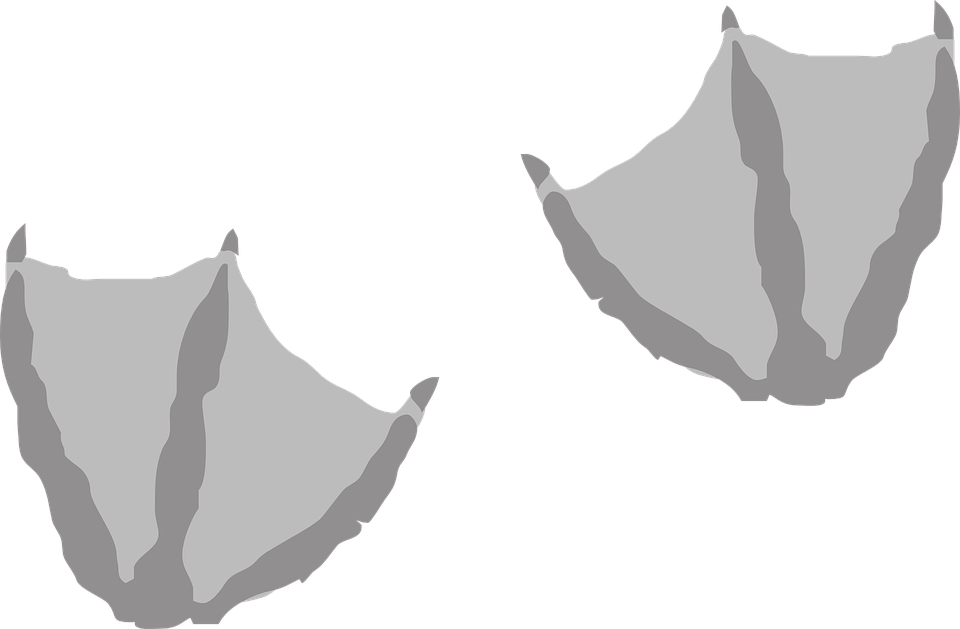 Png Duck Feet Transparent Duck Feet - Duck Footprint (960x629), Png Download
