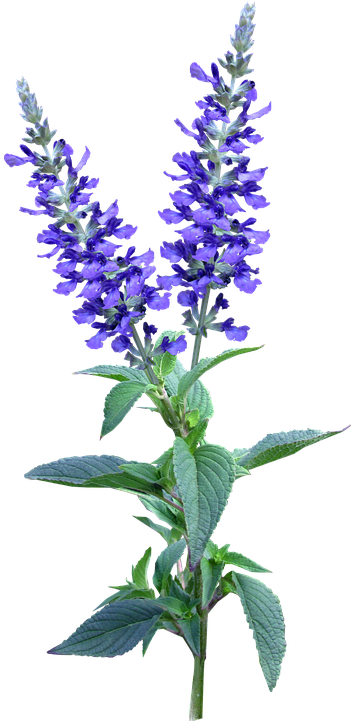 Flower, Blue, Stem, Plant, Garden - Flower Garden Blue Png (403x720), Png Download