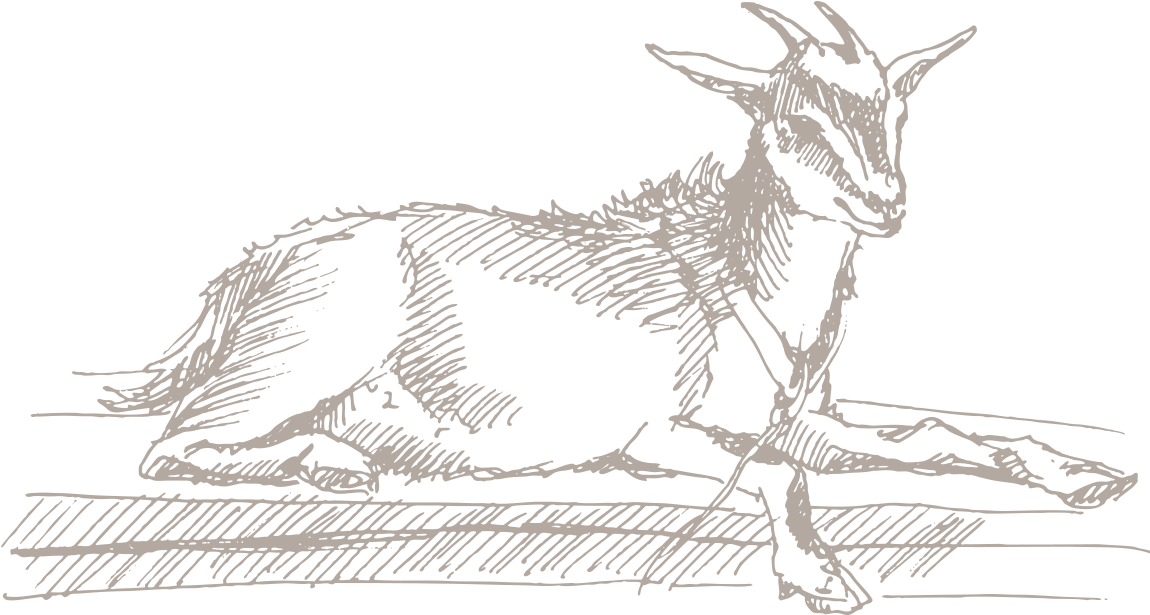 Goat Showmanship, Class - Sketch (1152x634), Png Download