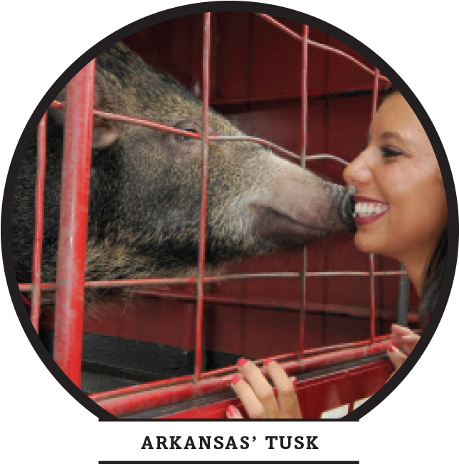 Four-legged Friends - Boar (900x791), Png Download