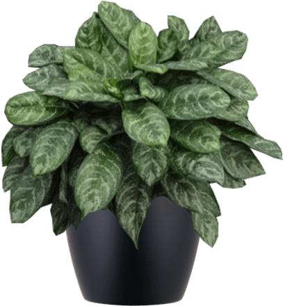 Aglaonema Calypso Low-light, Interior Plant In Black - Aglaonema Calypso (500x500), Png Download
