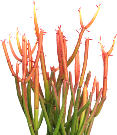 Euphorbia Tirucalli 'firesticks' Office Plants, Succulent - Succulent Plant (480x480), Png Download