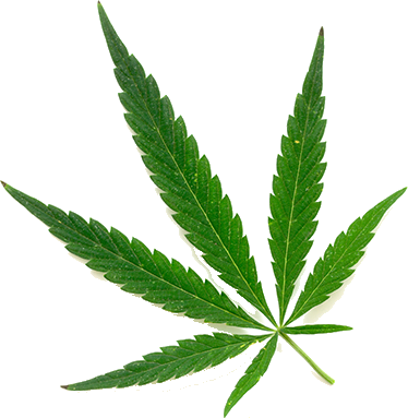 Florida Department Of Health Office Of Medical Marijuana - Bud Leaf Png (374x383), Png Download