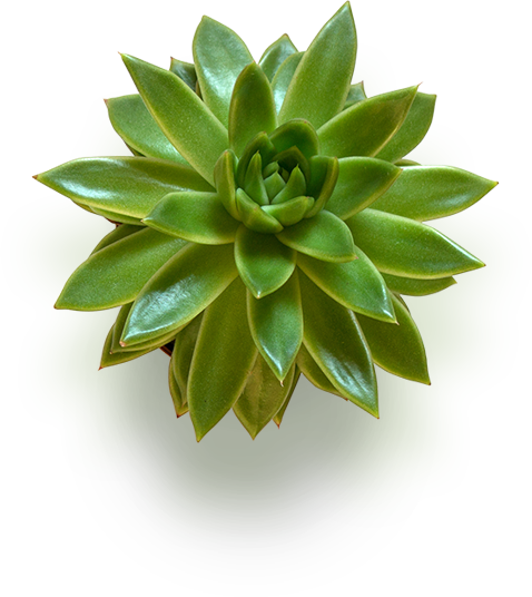 I - Diabetes Type 2 By Sandra Cabot (478x536), Png Download