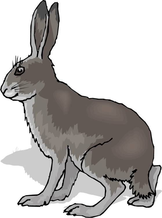 Hare Clipart Grassland Animal - Coney Animal (559x750), Png Download