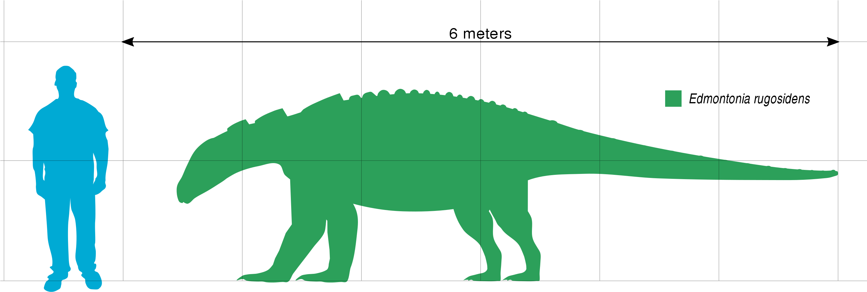 File - Edmontonia Scale - Svg - Edmontonia (2804x1036), Png Download