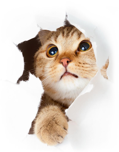 7 Pictures, A Children's Game, Type Format - Mysterious Cat Ebook (405x517), Png Download