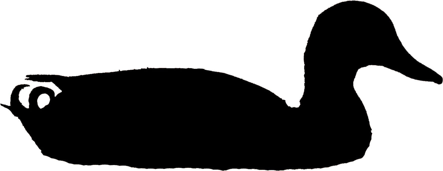 Mallard Male Clo, Tompkins Co, Ny 21jan10 Kjm8814-2 - New York (1884x834), Png Download