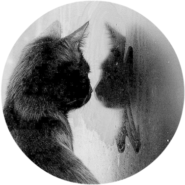 Black Cat Sad Windgfuow Favim - Black Cat Sad (400x400), Png Download