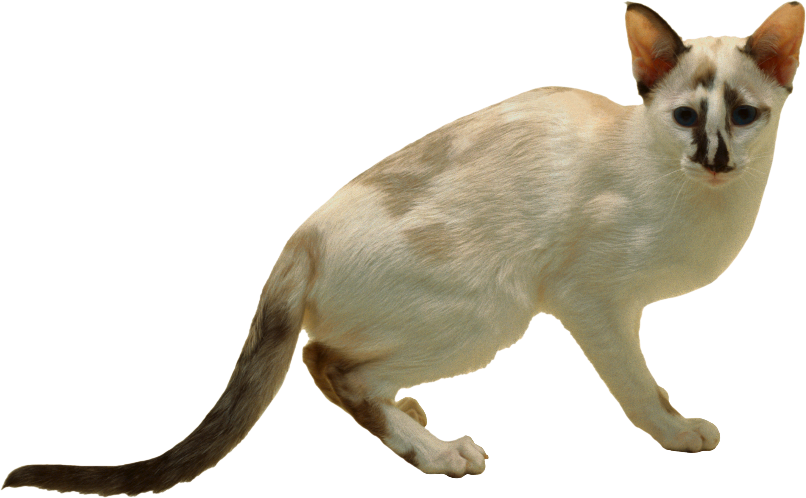 Cat (2707x1673), Png Download