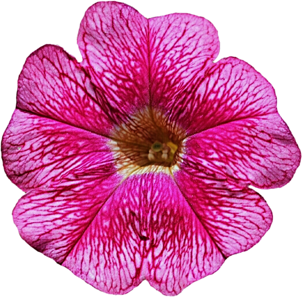 Petunia Png Photos - Petunia Png (1024x998), Png Download