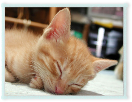 Cat (446x346), Png Download