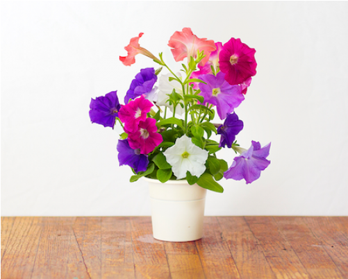 Petunia Click And Grow (500x500), Png Download