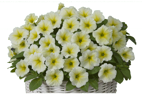 Petunia Lime Yellow - Petunia (500x333), Png Download