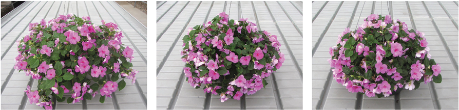 Super Elfin Lavender Impations Were Left Untreated - Periwinkle (924x230), Png Download