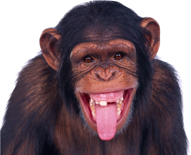Free Png Monkey Png Images Transparent - Monkey Png (850x705), Png Download