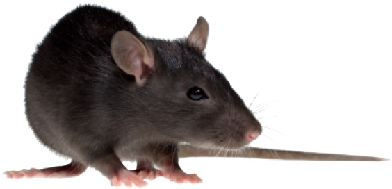 Rat Mouse Png Free Download - House Rat Png (600x398), Png Download