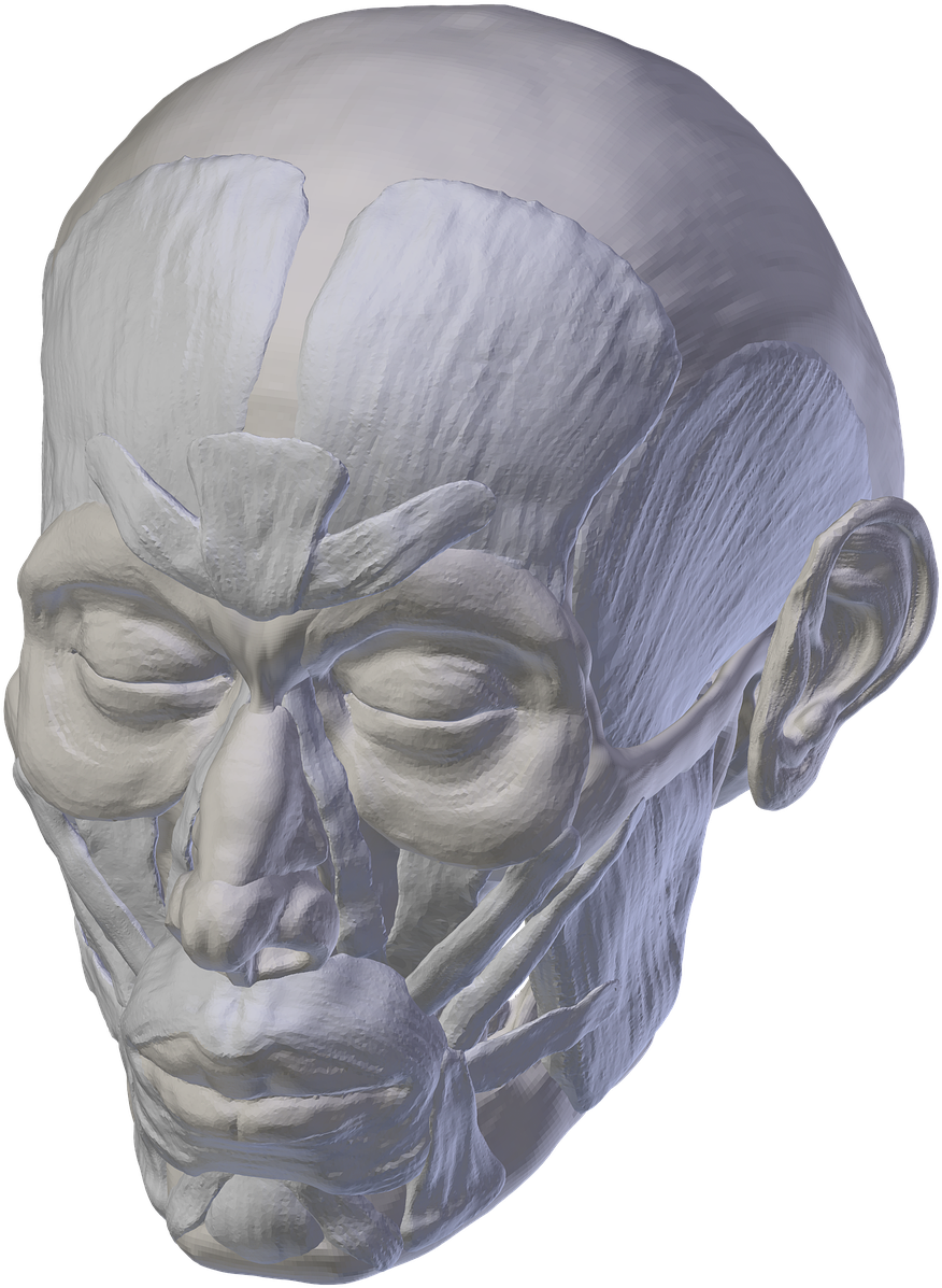 Skull,anatomy,skull And - Skull (1280x1280), Png Download