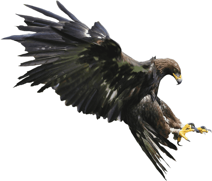 Buscar Con Google - Aguila Mexicana Png (1038x649), Png Download