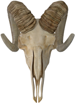 Enter The Temple - Skull (360x360), Png Download