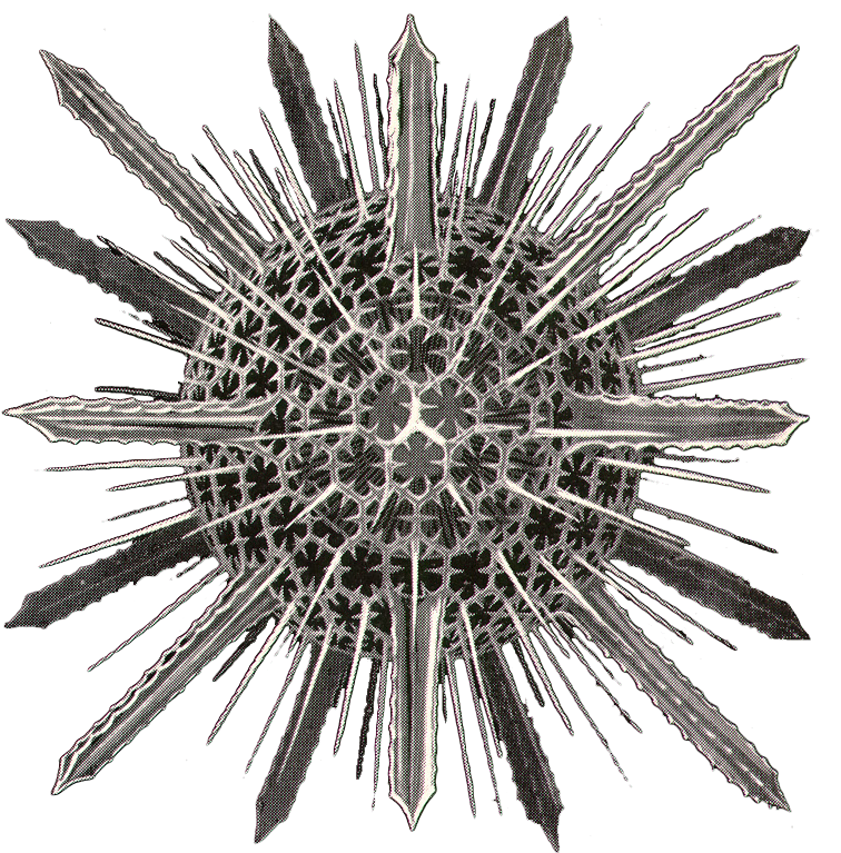 Ontogenie Plankton Spumellaria Earrings-a Spiky Radiolarian-marine (788x784), Png Download