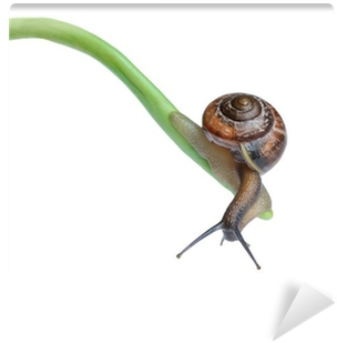 Lymnaeidae (400x400), Png Download