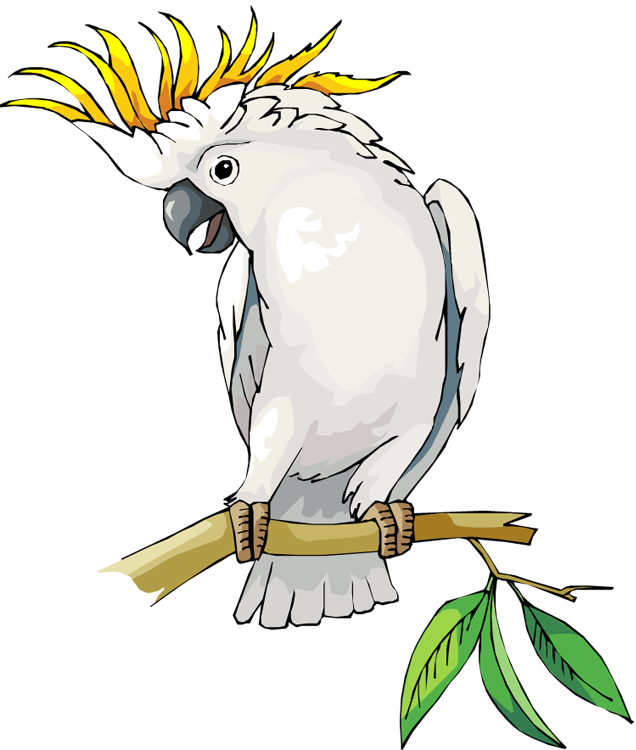 Cockatoo - Cockatoo Bird Clip Art (636x750), Png Download