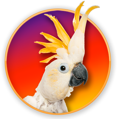 Sulphur-crested Cockatoo (400x400), Png Download