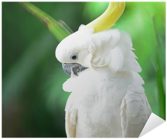 Cacatua (400x400), Png Download
