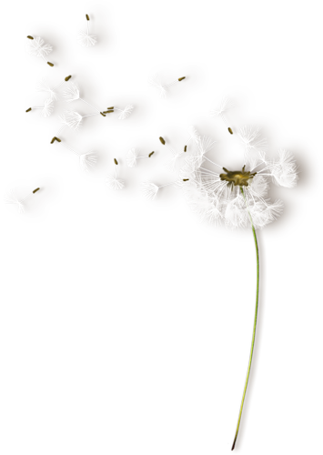 «nld Dandelion Sh » On Yandex - Белые Одуванчики Пнг (355x500), Png Download