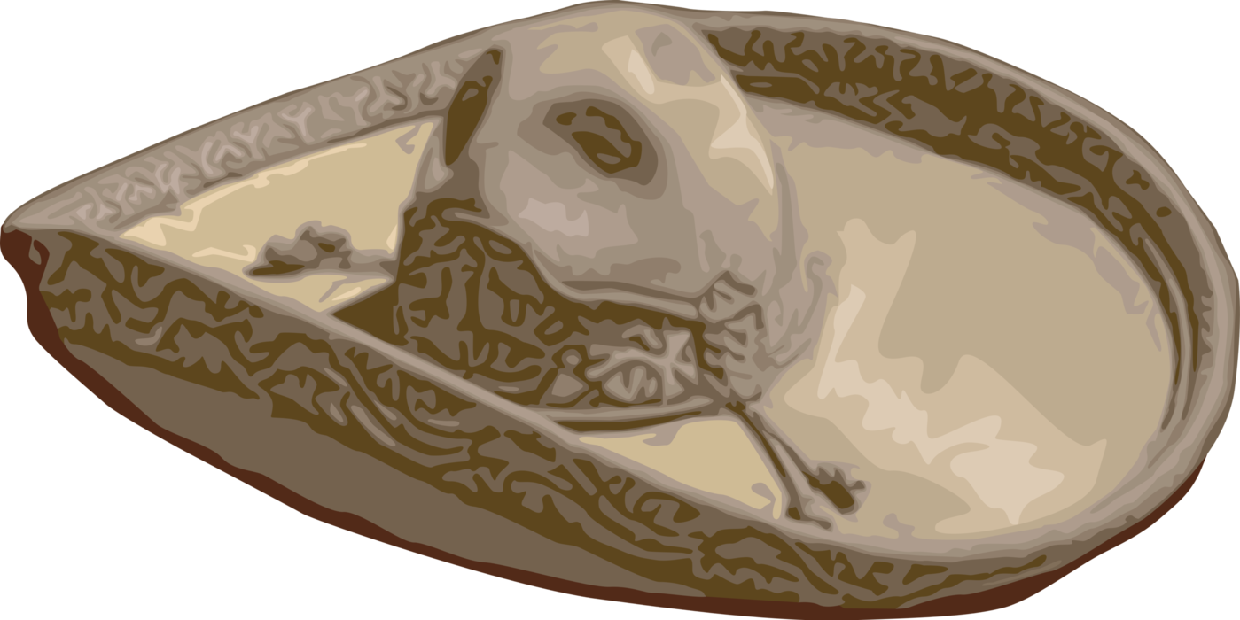 Vector Illustration Of Spanish Or Mexican Wide-brimmed - Slip-on Shoe (1399x700), Png Download