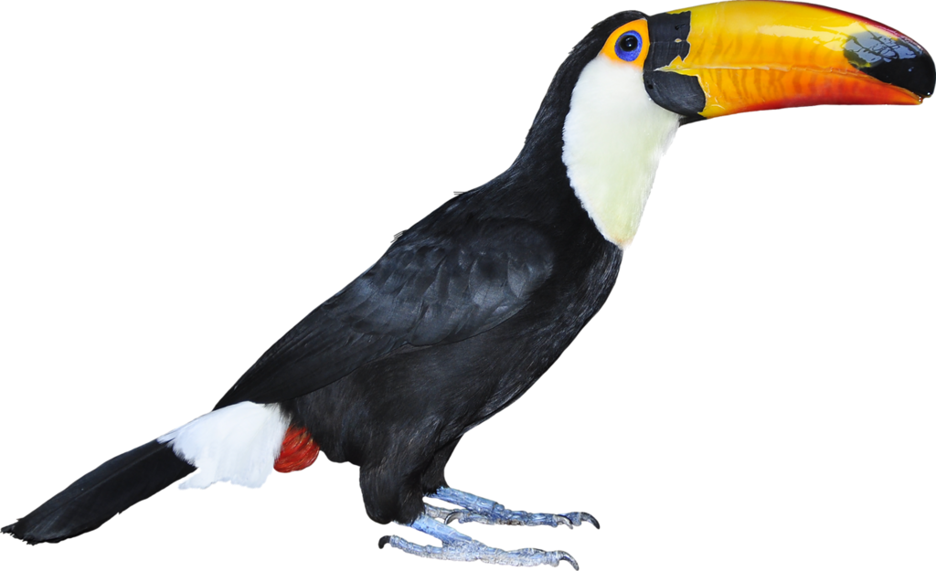 Aves - Imagens De Aves Png (1024x625), Png Download