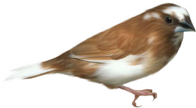 Aves Png - 2/4 - Birds Transparent Png (760x420), Png Download