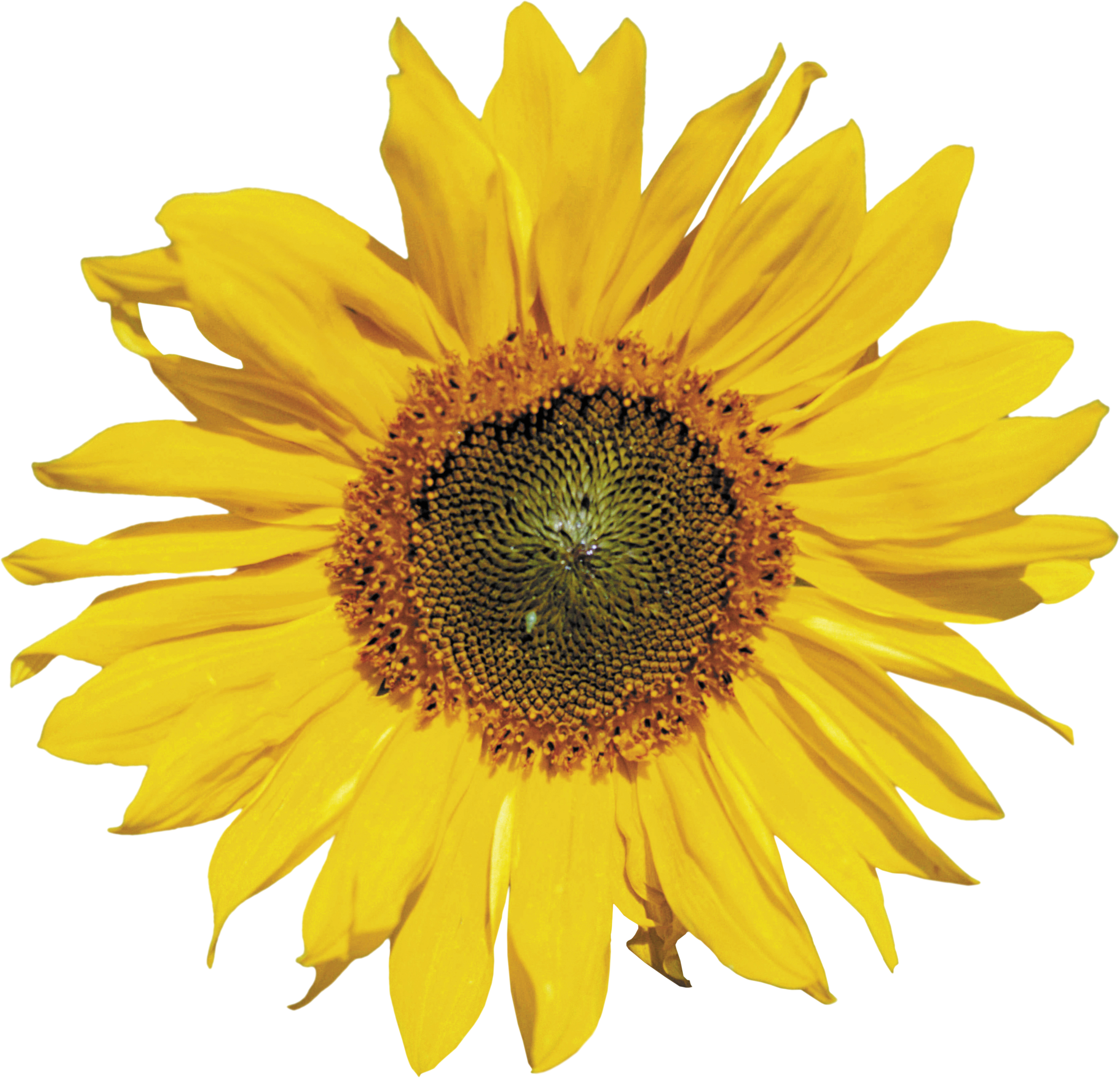 Sunflower Png - Draw A Sunflower Head (2698x2595), Png Download