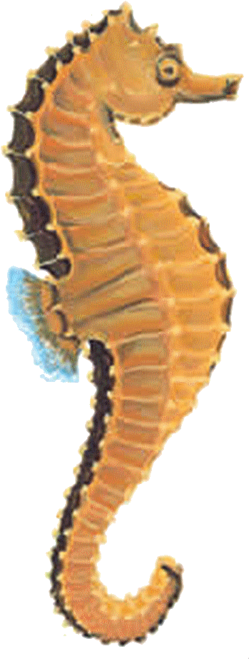 Download Free Seahorse - Types Of Tropical Fish (388x1000), Png Download