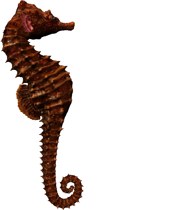 Sea-horse - Northern Seahorse (1024x1024), Png Download