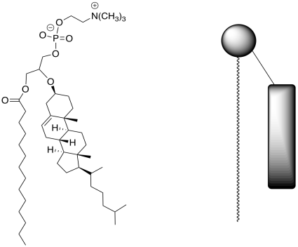 H) On The Structure Of The Phosphatidylcholine, Put - Structure (425x352), Png Download