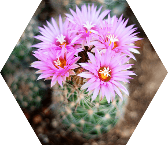 Nursery - Cactus (544x471), Png Download