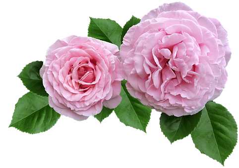 Rose, Pink, Ruffled Petals Cut Out - Pink Rose Cut Out (488x340), Png Download