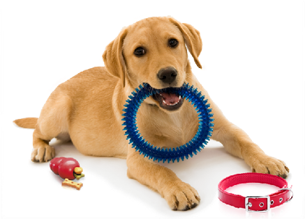 Dog With Toy Png (468x331), Png Download