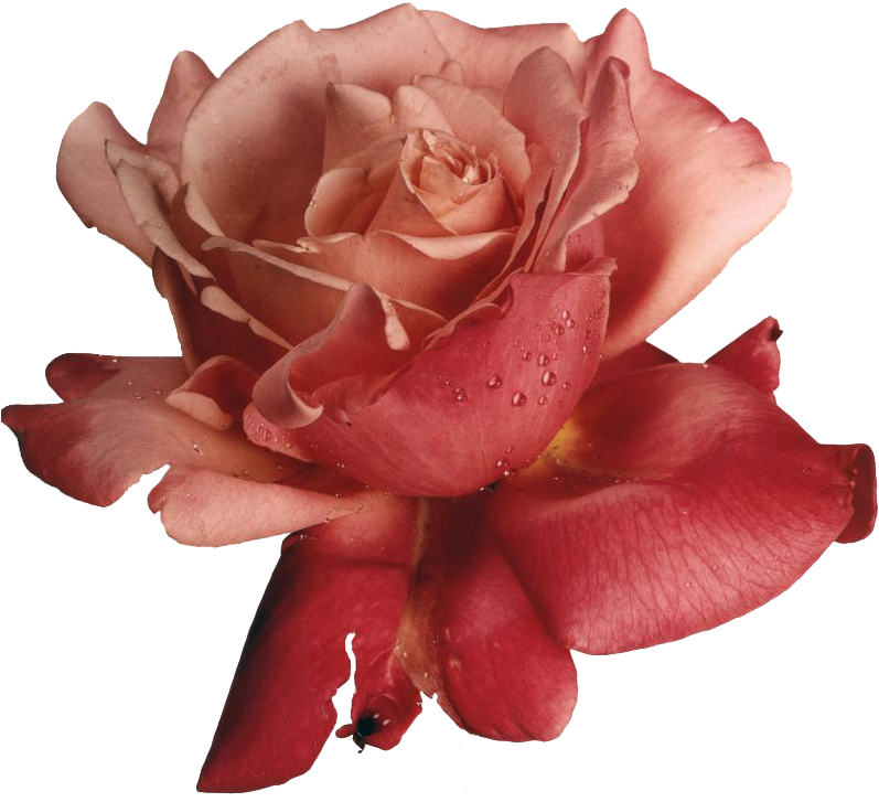 “hybrid Tea Rose - Rubber Stampede Rose Stamp (806x733), Png Download