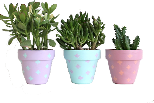 Cactus Pots🌵✨ - Flowers In Pots Png (500x431), Png Download