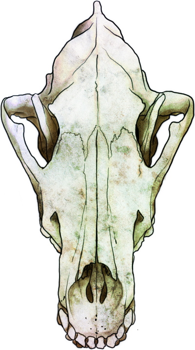 Guest - Animal Jam Clans (400x717), Png Download