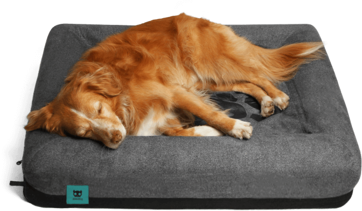 Dog - Zee Dog Bed (762x449), Png Download
