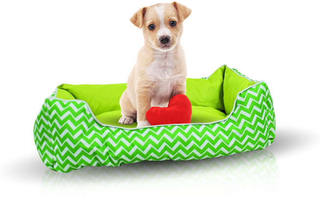 Sign Up Donate - Companion Dog (653x419), Png Download